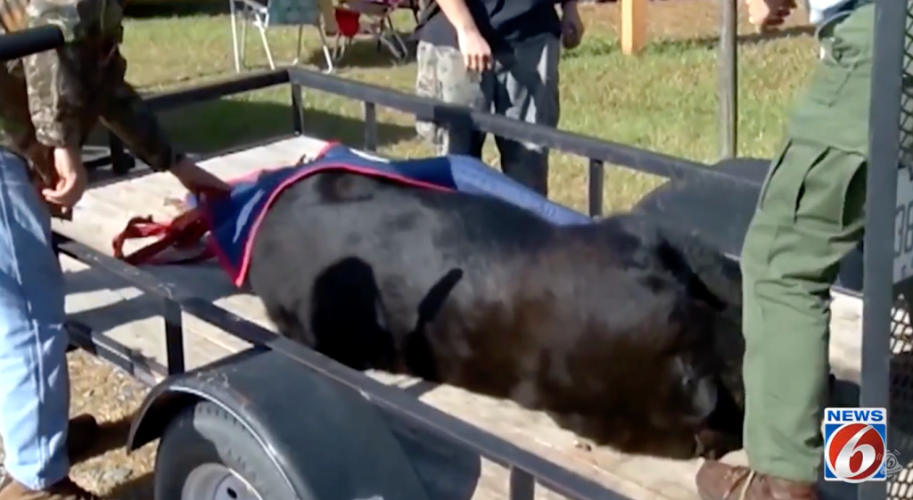 Of the 304 bears killed, at least 38 were females with cubs, meaning the young bears may have died too.